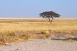 At the edge of the salt pan