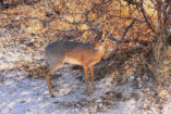 The smallest antelope of Namibia - a Damara Dik-Dik with a shoulder height below 40 cm