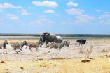 Vielfalt im Etosha Nationalpark: rechts ein Springbock und ein Strauß, links galoppieren Zebras durchs Bild, dahinter Elefanten und Oryx-Antilopen