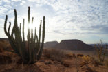 Die Euphorbia virosa, hier nahe dem Mowani Mountain Camp, ist ein Wolfsmilchgewächs und kein Kaktus. Sie gehört zu den giftigsten Pflanzenarten weltweit