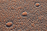 Typically, fairy circles exhibit strictly ordered distances in-between each other
