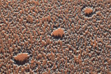 Typically, fairy circles exhibit strictly ordered distances in-between each other