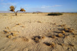 In the foreground is a fairy circle near Sesriem and in the back are nests of the sociable weaver. Of all bird species, the sociable weavers are building the largest known bird nests which can accommodate over a hundred pairs