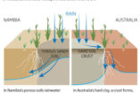 Die australischen Feenkreise sind genauso wie die namibischen Kreise eine zusätzliche Wasserquelle für die umgebenden Gräser (Quelle: New Scientist).
