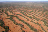 Selbstorgansierte Pflanzenmuster sind besonders von Gehölzstreifen bekannt die parallel zu trockenen Hängen wachsen. Dieses Bild von 2017 zeigt Akazien-Bäume die Wasser an einem Berghang im trockenen Australien abfangen.