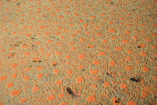 Fairy circles near Newman in Western Australia.