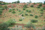 Wild animals such as giraffes can often be found right next to the road