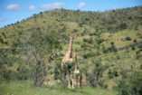 Giraffes at Daan Viljoen Game Park. In the background are the typical hills of the Khomas Highland.