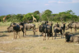 In the foreground are blue wildebeest, giraffes are feeding in the background