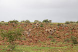 With a bit of luck you can see Hartmann’s mountain zebras on the hike at the Grootberg