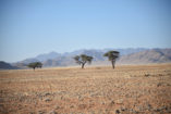 Towards the west, just as here behind the C19 road, vegetation cover strongly declines and camel thorn trees prevail as isolated patches