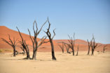 The camel thorn trees died 500 to 600 years ago