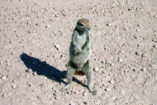 A Cape ground squirrel can be seen quite often in Namibia.