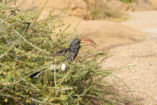 Monteiro-Tokos gehören zu den Nashornvögeln und sind recht häufig im Nordwesten Namibias anzutreffen