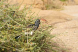 The Monteiro’s hornbill is quite common in north-western Namibia