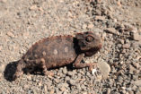 A Namaqua chameleon in the Namib.