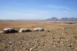 Die Umgebung von der Rostock Ritz Desert Lodge bietet interessante Wanderwege mit großartigen Aussichten auf die Landschaft