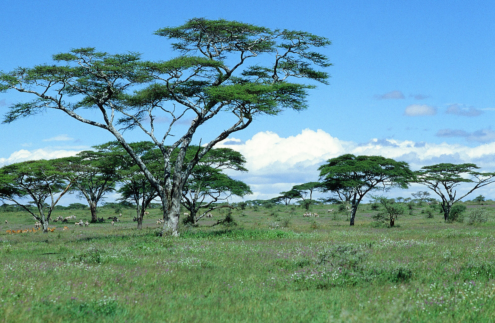 Schirm-Akazien (Vachellia tortilis, zuvor Acacia tortilis) in der ostafrikanischen Serengeti sind der Inbegriff einer Savannenlandschaft.