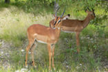 Black-faced impalas are named after their typical black blaze down the front of their face