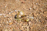 Skorpione trifft man tagsüber nur selten an, da sie sich unter Steinen oder in Spalten - zum Beispiel vor hungrigen Nashornvögeln - verstecken