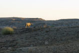 Ein Spitzmaulnashorn im letzten Abendlicht im Damaraland. Die seltenen und streng geschützten Tiere sind aus gutem Grund sehr scheu