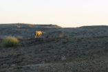 A black rhino in the last evening light in Damaraland. The rare and strictly protected animals are very shy for good reason