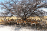A larger herd of springbok is looking for shade in the midday sun.