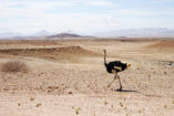 An ostrich can almost always be found in the Namib.