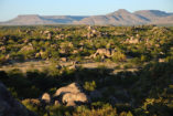 During our drive to the Ongava Lodge you can take a last look at the table mountains of the Damaraland