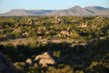 During our drive to the Ongava Lodge you can take a last look at the table mountains of the Damaraland