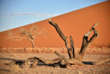 Dryness characterizes the landscape around the Dune 45