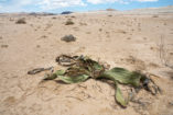 A small male Welwitschia plant in which the two leaves can be seen more clearly