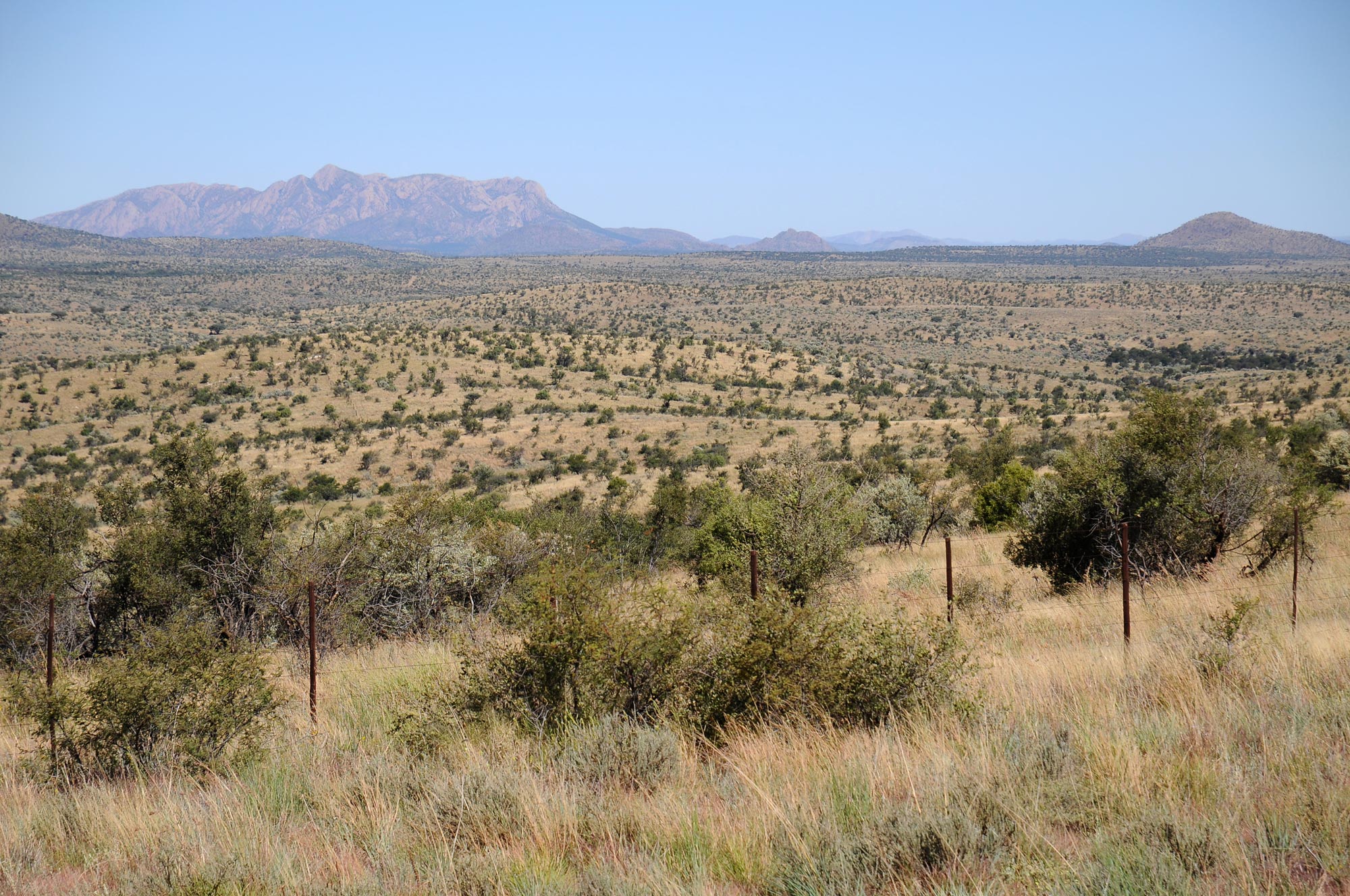 Eine typische namibische Savanne im Khomas-Hochland mit vereinzelten Bäumen und Büschen. Der durchschnittliche Jahresniederschlag beträgt hier ungefähr 300 mm und die Gehölze sind recht niedrig.