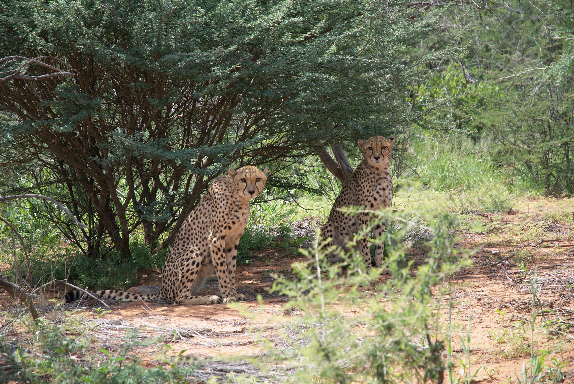 Zwei Geparden suchen Schatten auf einer Farm in Namibia.