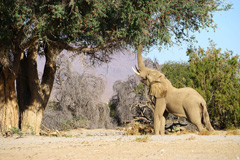 Desert-adapted elephant in Hoarusib River