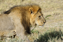 Etosha lion