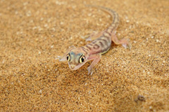 Palmato gecko