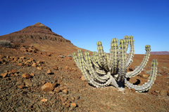 Euphorbia virosa in Damaraland