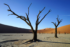 Deadvlei