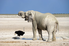 Etosha National Park