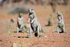 Ground squirrel