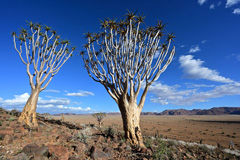 Quiver trees at Koiimasis