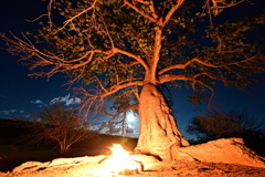 Baobab tree somewhere between Etanga and Orupembe
