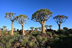 Quiver tree forest