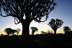 Quiver tree forest