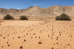 Ein jahrzehnter alter Markierungsstab von Theron