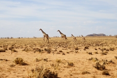 Giraffen in der Giribes-Ebene