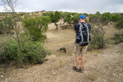 Ein Gnu in Daan Vijoen