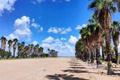 For record flights, a palm tree is planted for the pilots, which has resulted in an entire avenue