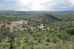 Nahe am Damm ist der Weidedruck der Wildtiere besonders hoch